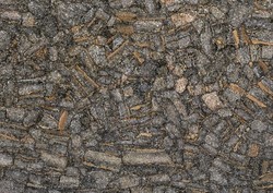 Fossil Agate