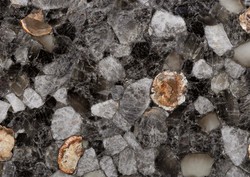 Fossilized Smoky Quartz