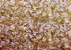 Caramel Abalone 3D